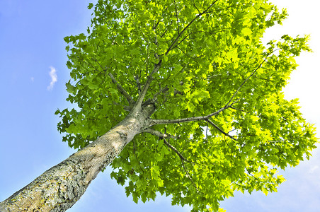 绿树蓝色天空树干天篷叶子绿色植物绿色背景图片