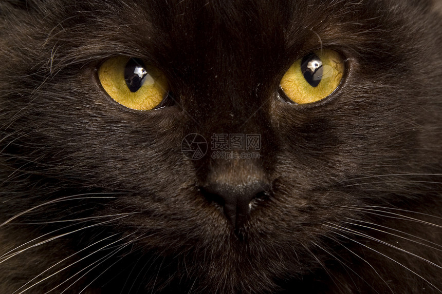 黑猫哺乳动物宠物毛皮动物猫科白色胡须工作室图片
