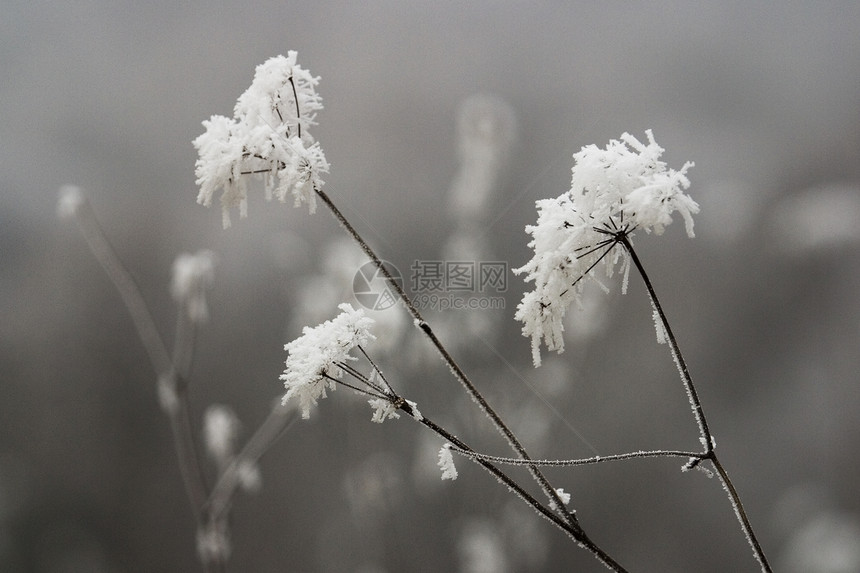 霜白色季节季节性图片