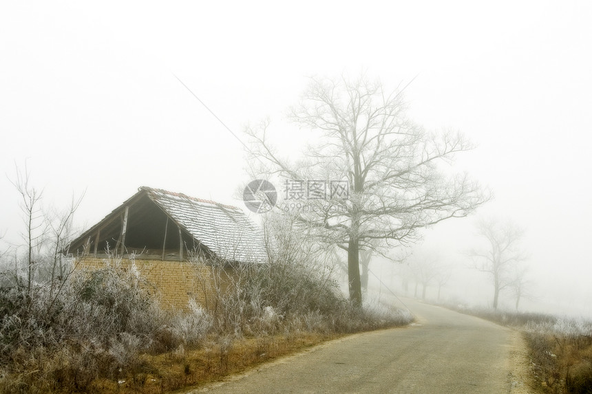 寒冬日孤独薄雾灰色树木戏剧性荒野树干梦幻阴霾天气图片