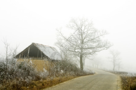 寒冬日孤独薄雾灰色树木戏剧性荒野树干梦幻阴霾天气背景图片