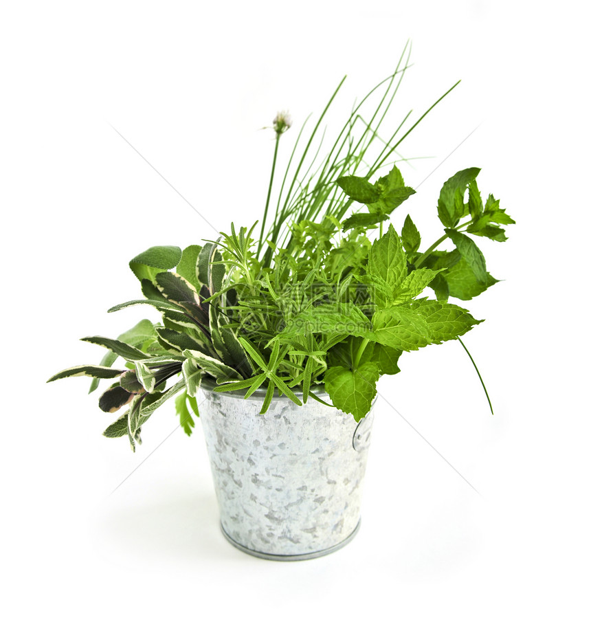 新鲜草药薄荷白色绿色烹饪小枝韭菜香菜迷迭香金属香料图片