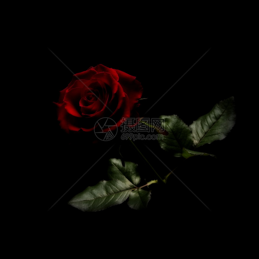 红玫瑰红色植物黑色花瓣图片
