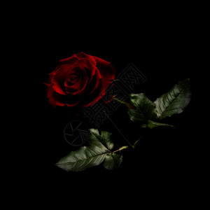 红玫瑰红色植物黑色花瓣背景图片