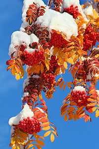 第一雪后山灰 特写了背景图片