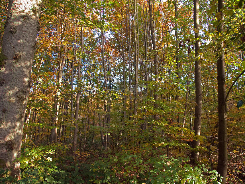 森林景观叶子环境黑子车道场景木材太阳故事树木生长图片