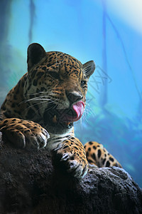捷豹队爪子天空野生动物动物学打猎食人者舌头蓝色哺乳动物荒野背景图片