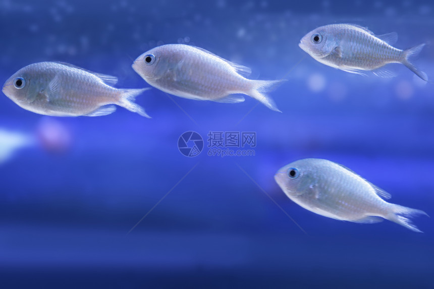 海鱼潜水风景蓝色环境阳光野生动物生活鱼缸动物水族馆图片