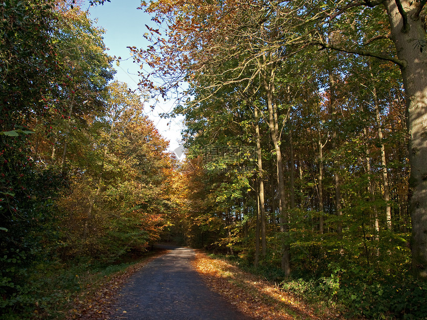 森林中的脚足路径故事公园场景树木小路人行道植物阳光森林远足图片
