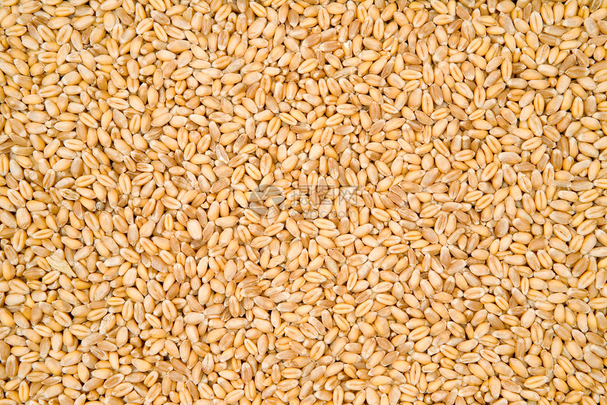 小麦纹理鸡眼食物玉米粮食收成大麦宏观谷物营养种子图片