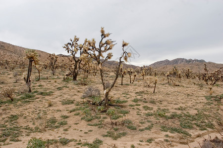 莫哈韦国家植物群沙漠部落公园草原衬套游客太阳高清图片