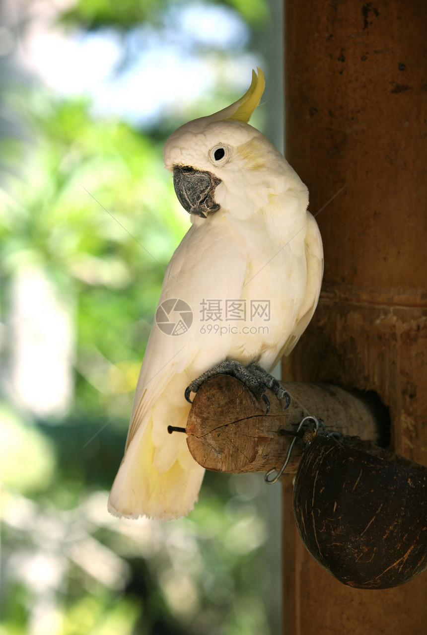 Parrot 鹦鹉金刚鹦鹉异国情调热带金子天堂蓝色尾巴翅膀白色图片