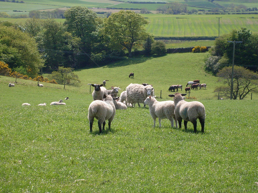 农村景观绵羊风景家畜绿色植物公园国家农场英语农业绿色图片