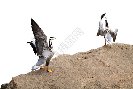 孤立的鸭子故事翅膀夫妻羽毛白色头雁风景荒野野生动物高清图片