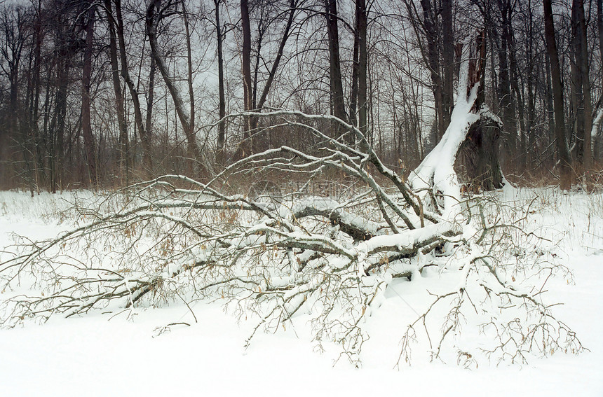 冬季公园断树图片