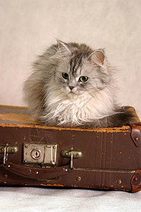 老猫猫在手提箱上棕色工作室注意力灰色耳朵女孩眼睛绿色背景