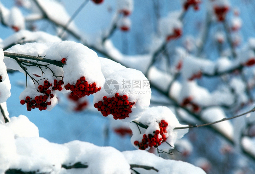 冬天浆果季节红色图片