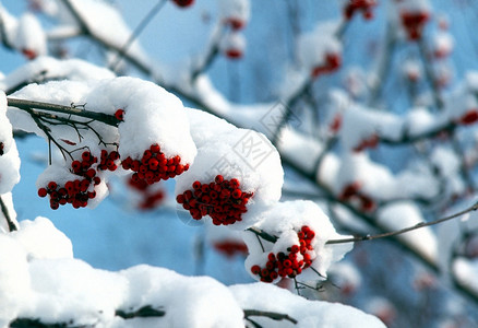 冬天浆果季节红色背景图片