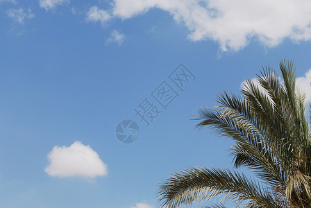 夏季夏月风景植物热带假期气候季节天气蓝色天空背景图片