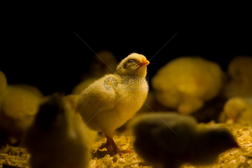 小鸡宝宝羽毛农场家禽动物童年黑色新生母鸡图片