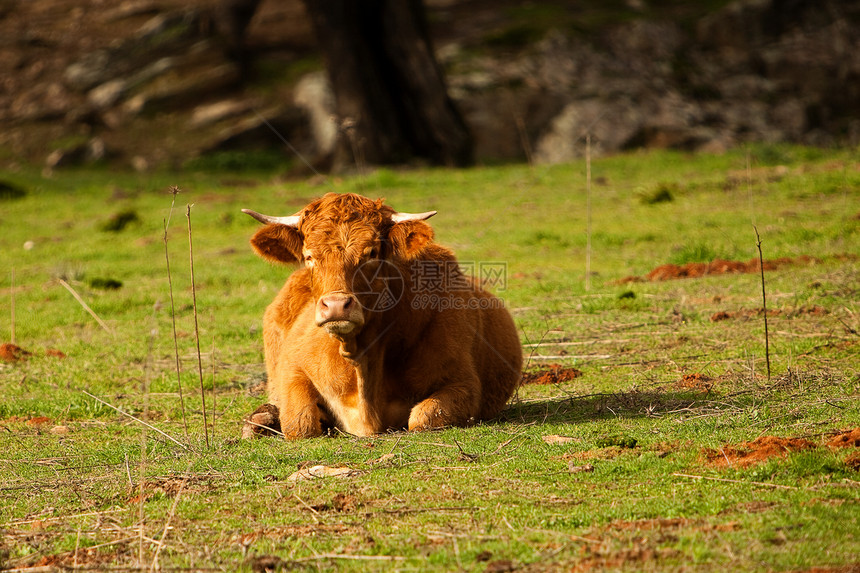 公牛鼻子场地哺乳动物草地乐趣农场耳朵眼睛牛肉牧场图片