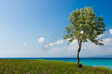 橄榄树阳光休闲绿色草地假期旅行蓝色海岸风景海岸线高清图片