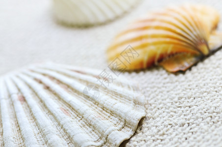 贝壳蛤蜊动物贝类海洋扇贝宏观生活软体背景图片