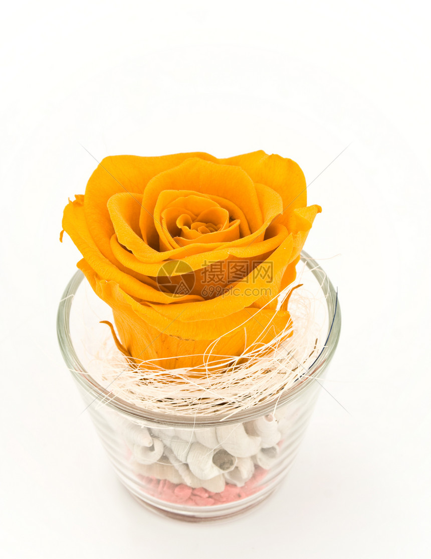 橙色玫瑰情怀白色概念情感橙子玻璃图片