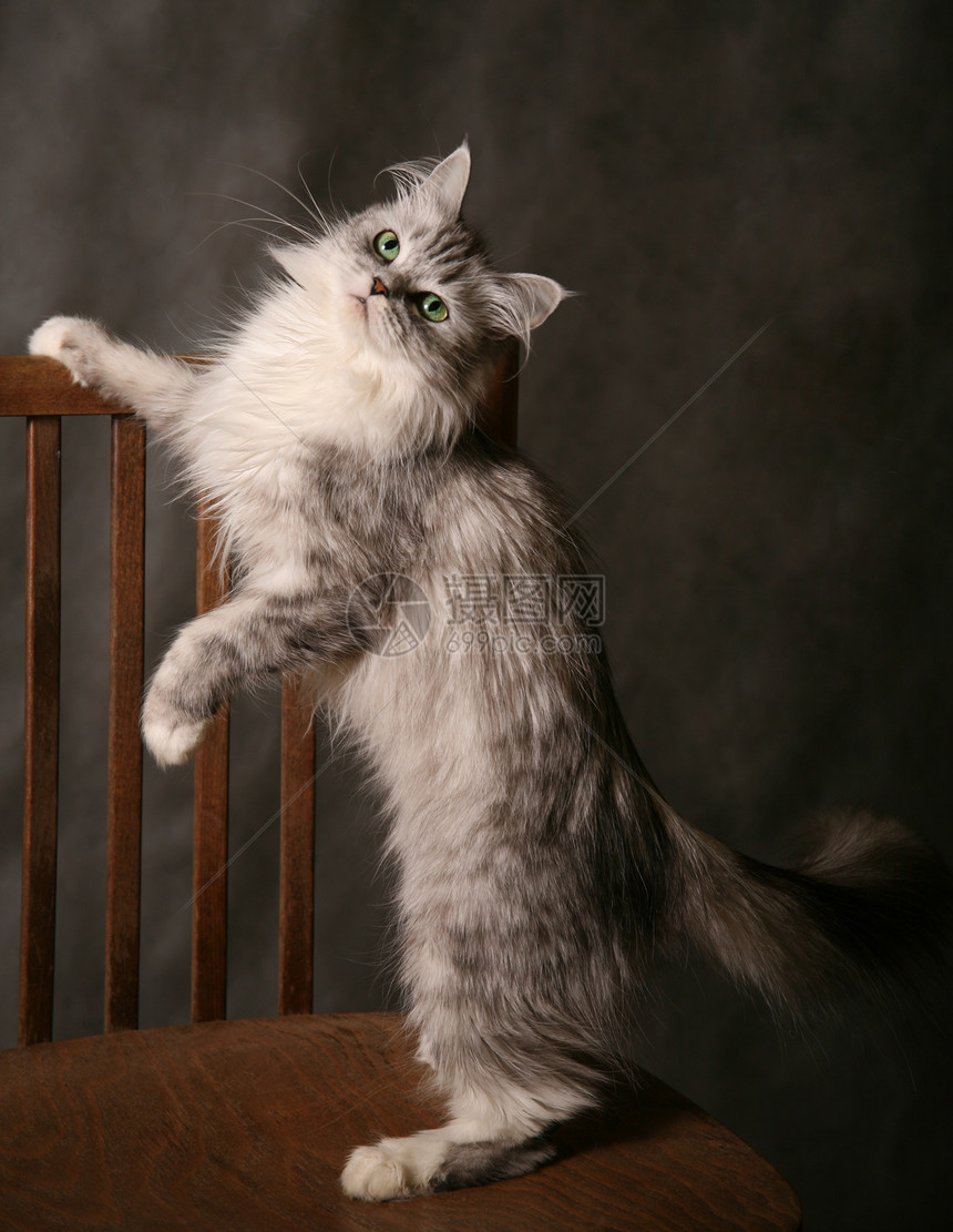 玩猫猫游戏眼睛宠物椅子棕色女孩灰色绿色动物耳朵注意力图片