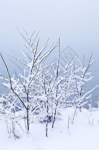 白雪树场景森林植物暴风雪白色分支机构公园季节蓝色风景背景图片