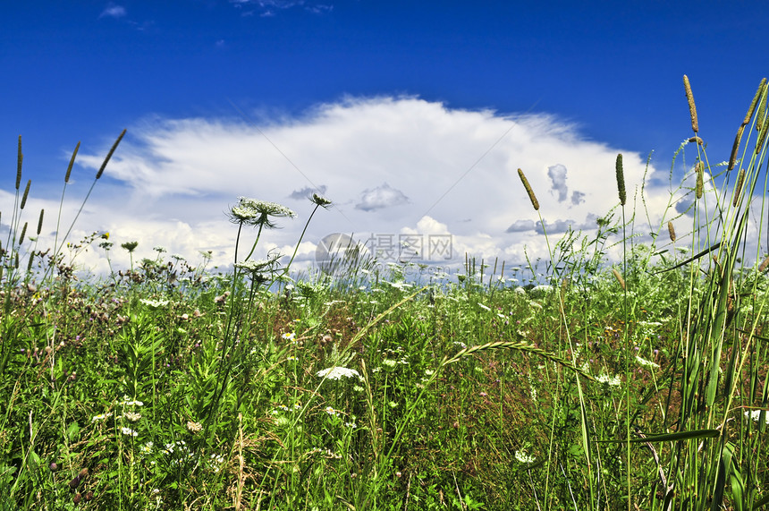 夏季草地花朵国家荒野天空农村乡村野花场地绿色蓝色图片