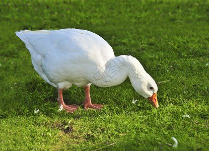 鸟累素材免费白鹅食物范围鸟类跑步农场家禽免费动物场地绿色背景
