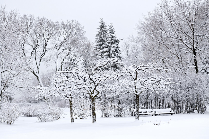 冬季公园景观降雪长凳白色树林植物分支机构场景季节森林长椅图片