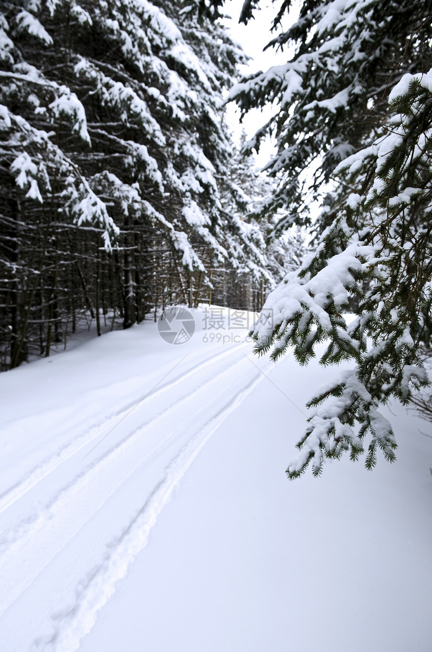 冬季风景树木分支机构摩托小路季节性公园场景森林雪地季节图片