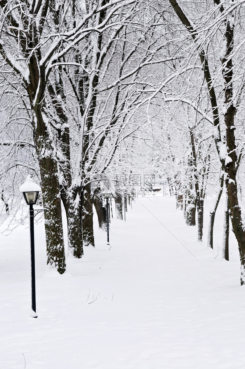 冬季公园的街道森林暴风雪小路植物分支机构场景途径树木降雪车道图片