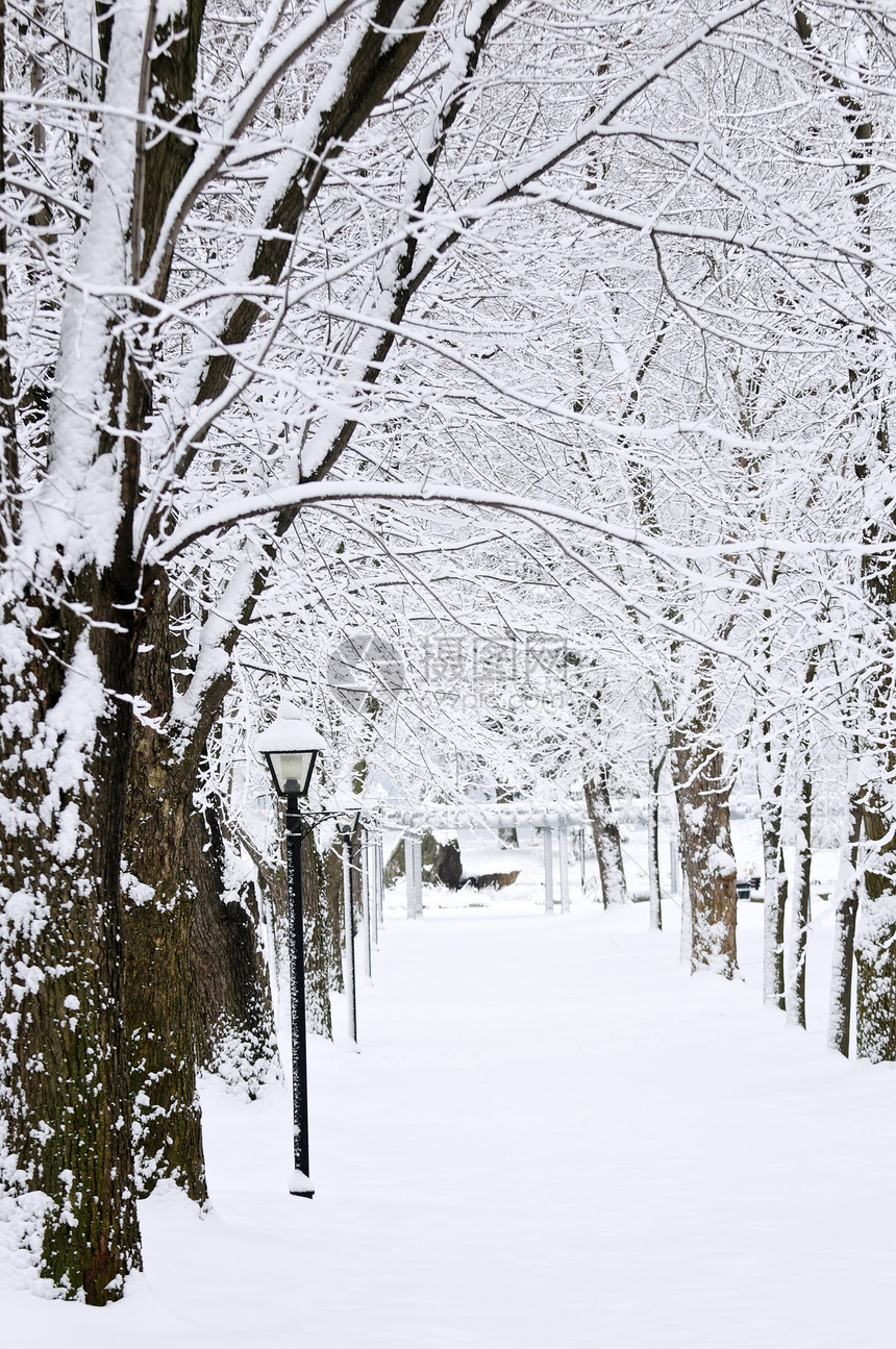 冬季公园的街道踪迹场景灯柱分支机构途径树木降雪风景车道植物图片
