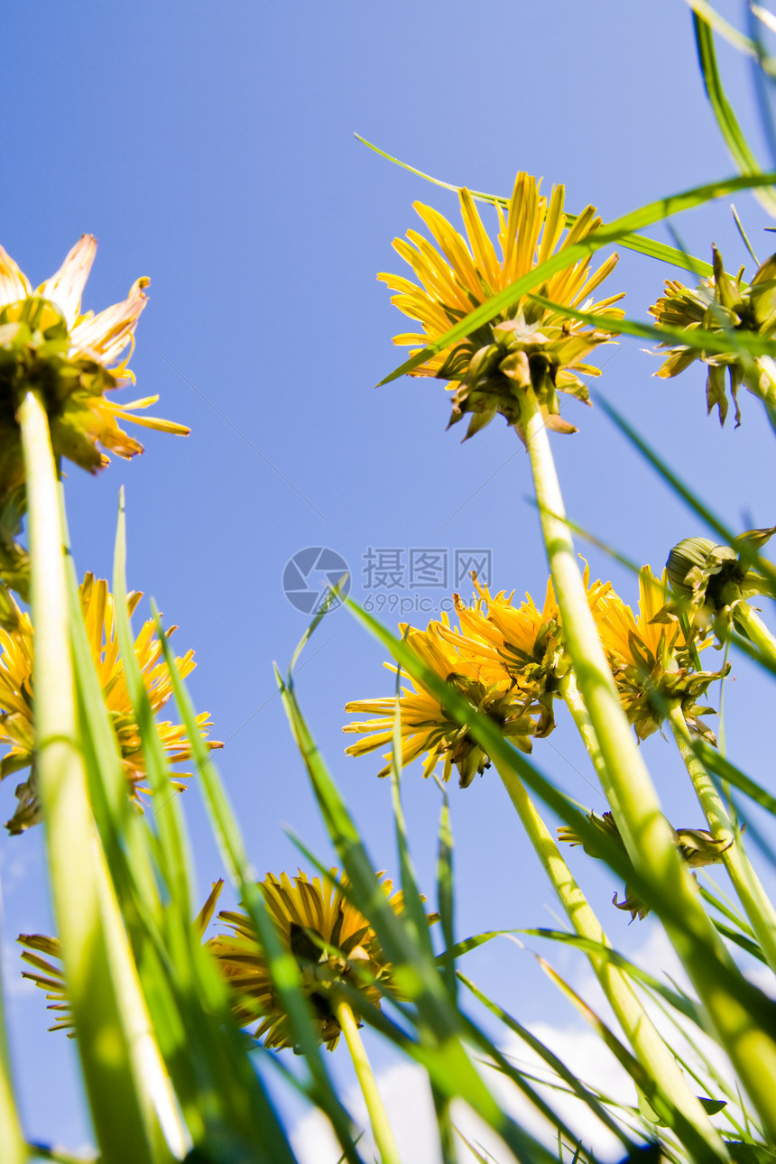 千当度蓝色花园杂草天空花朵白色宏观植物群黄色植物图片