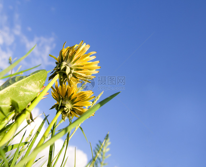 千当度杂草花园绿色天空黄色白色植物花朵水平蓝色图片