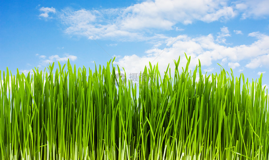 蓝色天空背景的青草 夏季天气植物农业场景阳光环境地平线场地土地季节图片