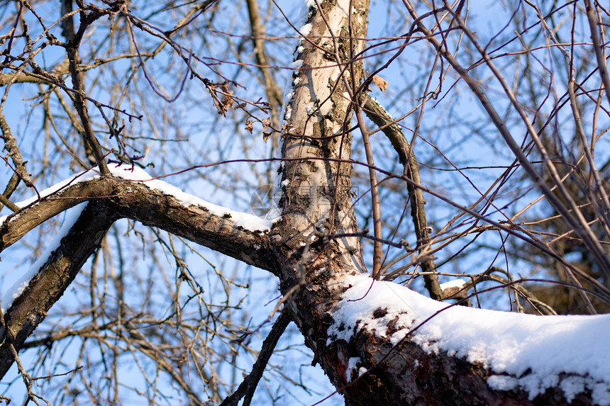 雪雪球雪堆黑色季节天空蓝色树枝对角线扫描偏见白色图片