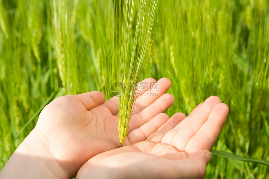 触摸小麦农民手腕手镯大麦农场种子面粉腕带活力手指图片