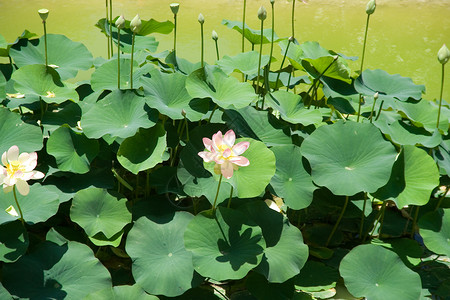 莲花植物学公园植物百合池塘热带花瓣花园沼泽叶子背景图片