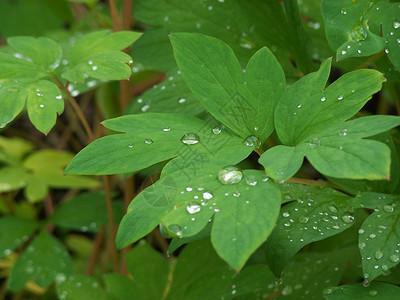 叶子上下垂的雨滴背景图片