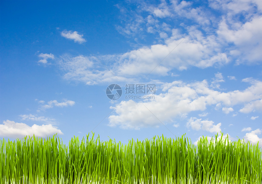 蓝色天空背景的青草 夏季农业太阳季节草地天气环境阳光牧场场地植物图片