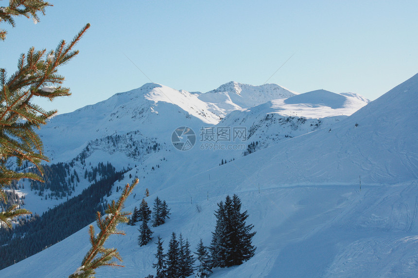 野生植物时间野猪大山滑雪场图片