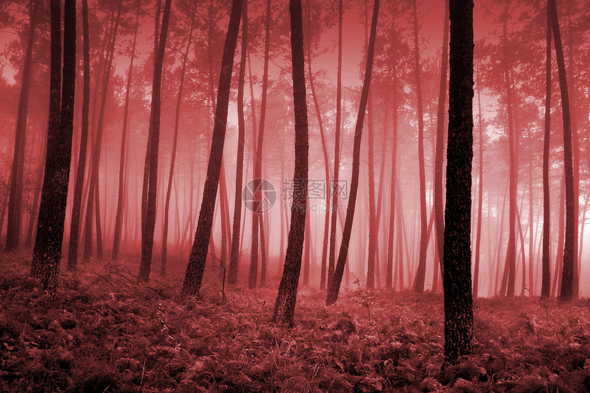 秋季风景环境森林公园孤独阳光薄雾国家旅行分支机构叶子图片