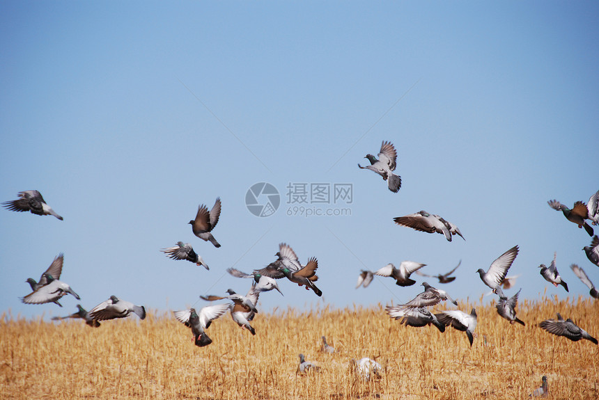 鸽子羽毛天空翅膀团体蓝色野生动物运动场地航班场景图片