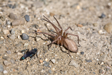 蜘蛛昆虫     月球谷野生动物动物宏观斗争漏洞背景图片