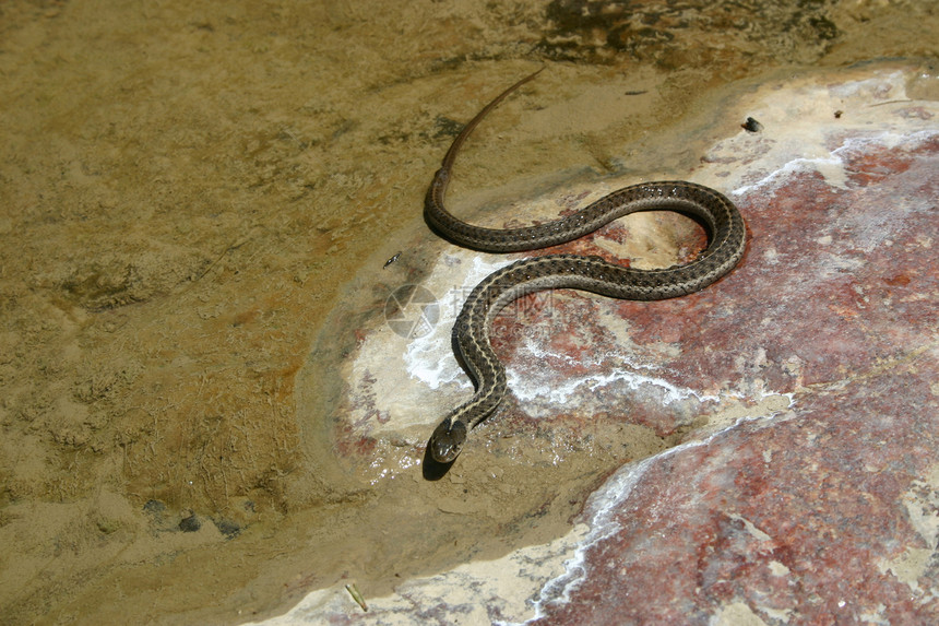 平原石斑蛇(泰姆诺斐斯射线)图片