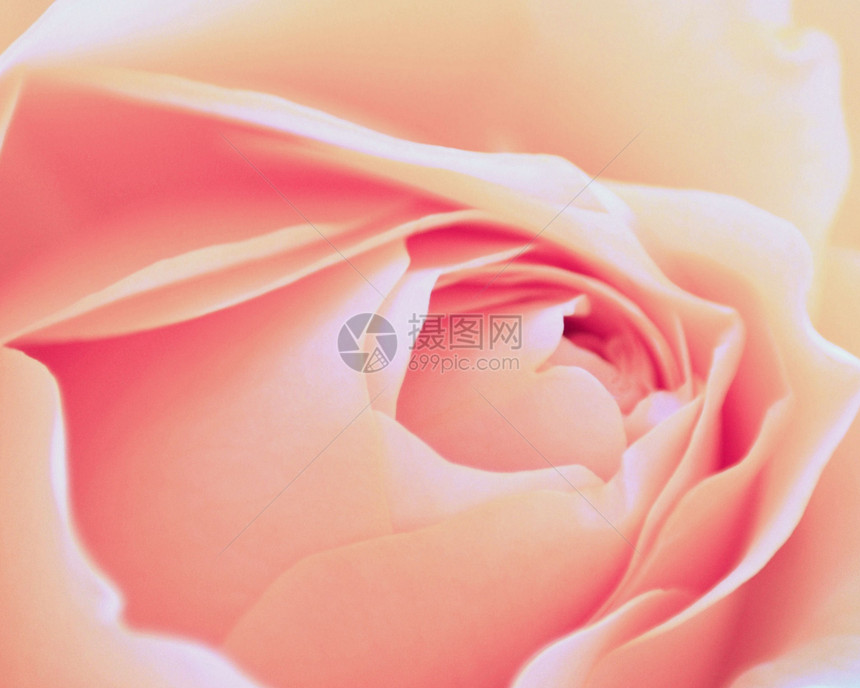 罗斯巴德香味花瓣英语粉红色图片